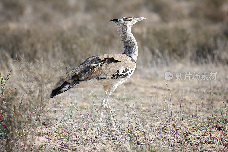 Kori Bustard，卡拉加迪越境公园，南非